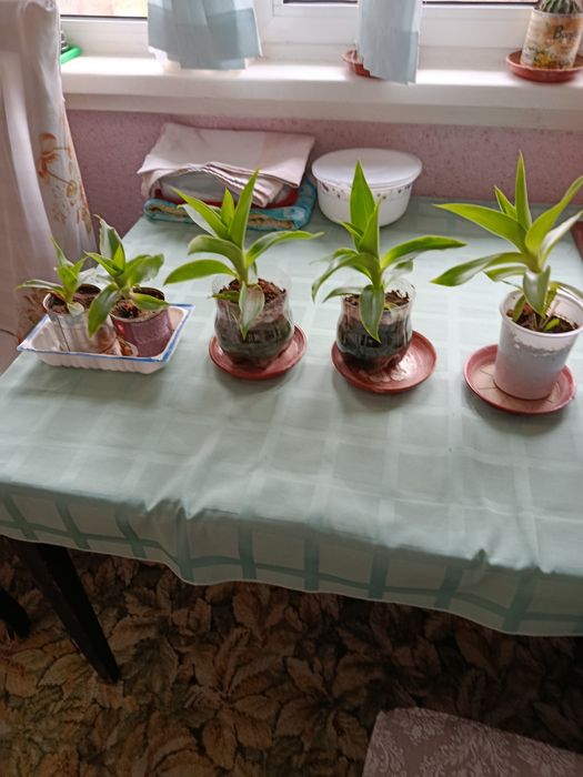 Продаю цветы золотой ус