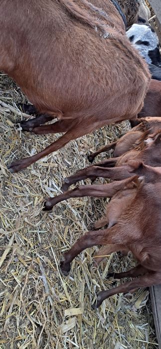 Vând Capre Murciano Granadina