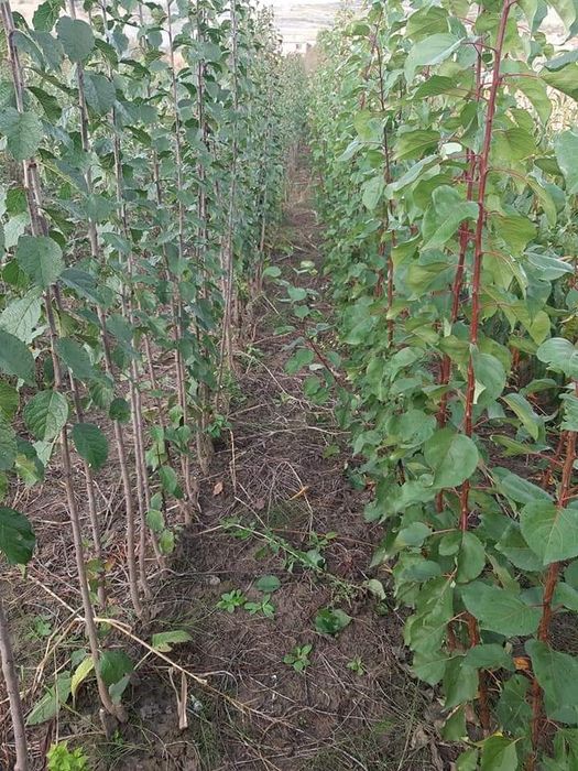 Asiguram-livrare gratuita la material săditor pomicol de Aiud