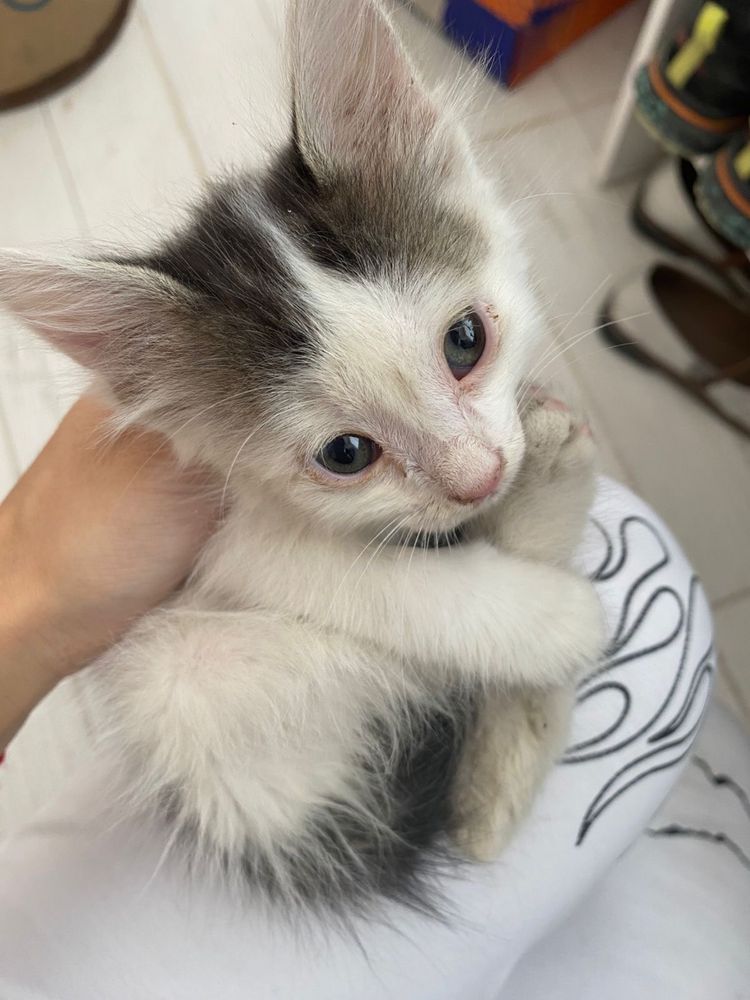 Котенок бесплатно в добрые руки