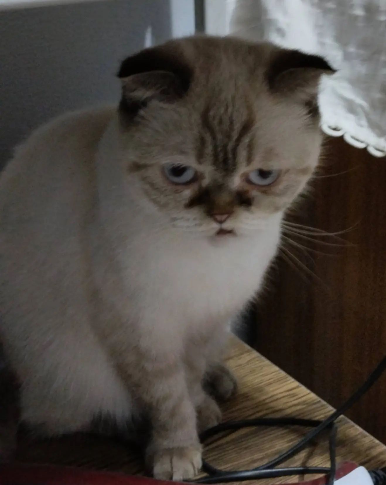 Котёнок - девочка в добрые руки