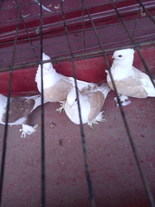 Vînd porumbei satineți jucători cu un moț și două moțuri