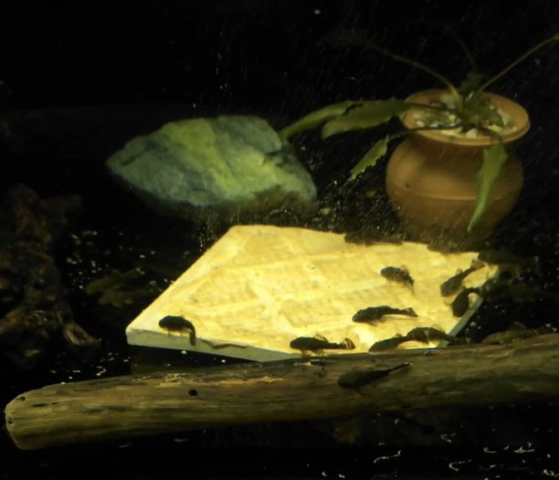 Анциструс сомики