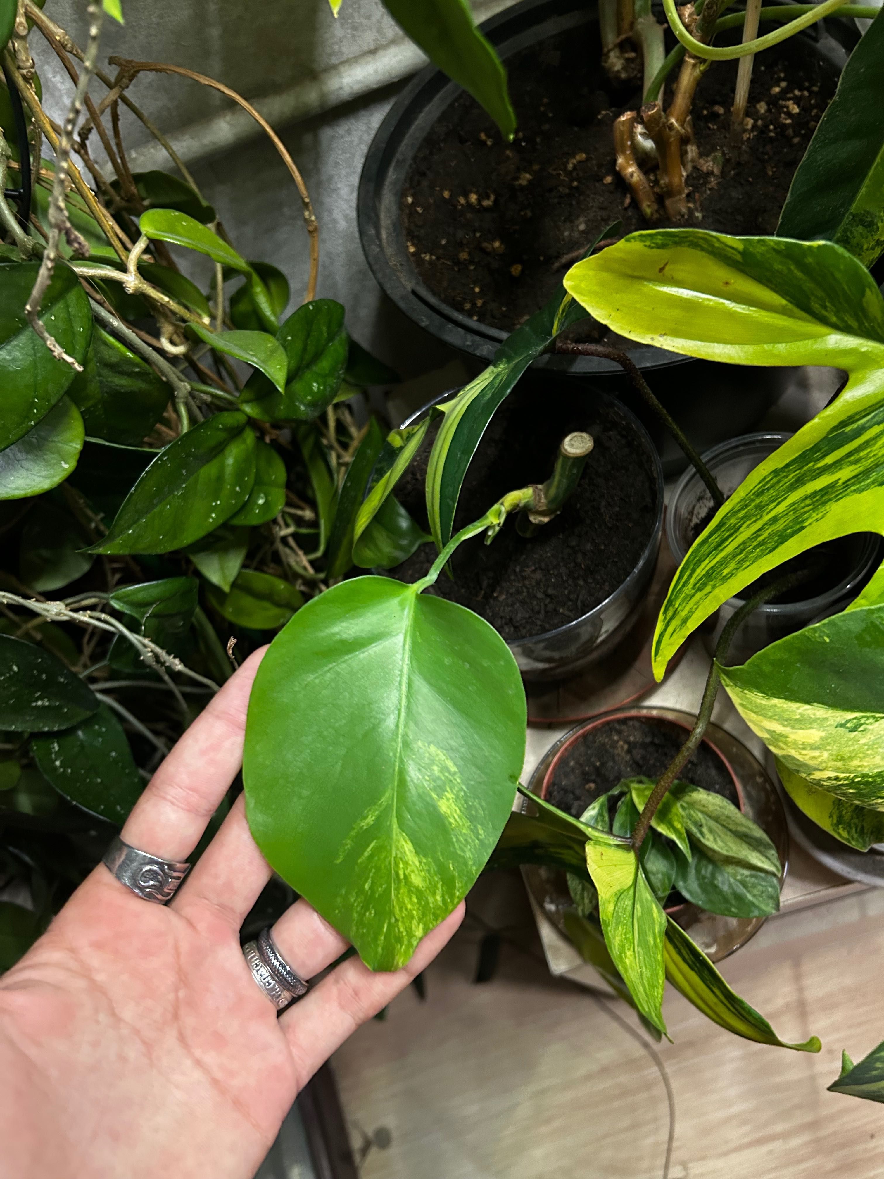 Monstera Aurea вкоренен резник