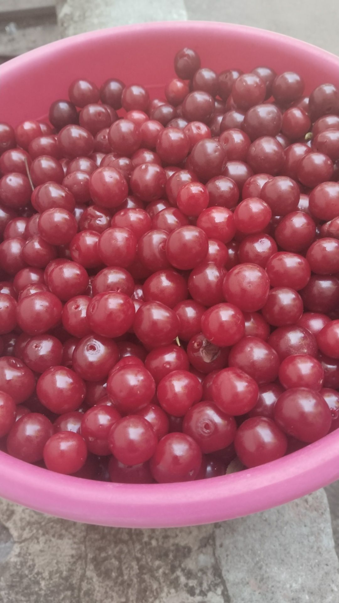 Продам вкусную садовую вишню