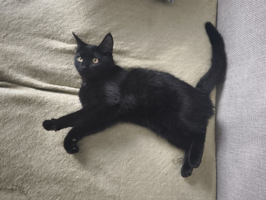 Отдам котёнка девочку в добрые, заботливые руки.