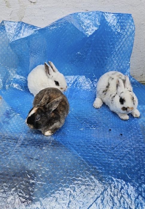 Iepuri californian, rex tricolor, panon, bibilici, rațe, oua