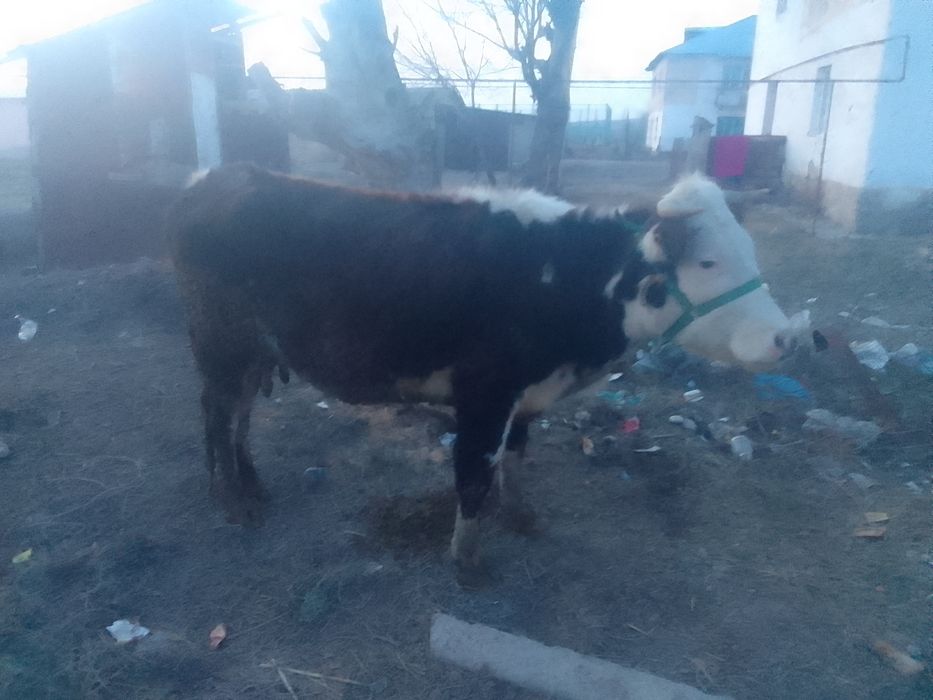 Сиыр сатылады сутти линиадан сатылып тур