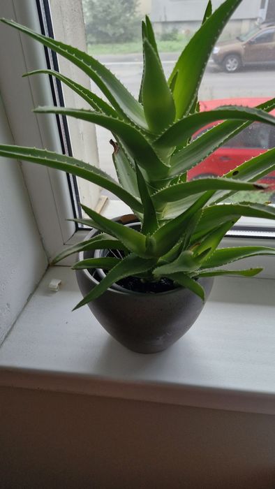 Planta aloe vera peste 3 ani