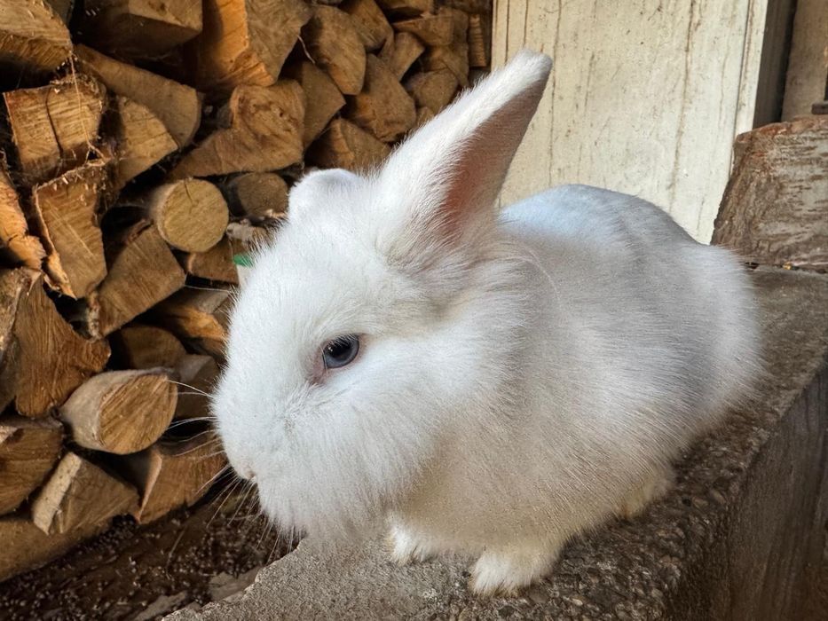 2 iepuroaice, rasa cap de leu