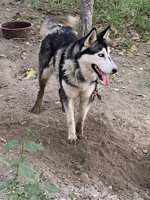Sibirski XASKI.  Sotiladi.