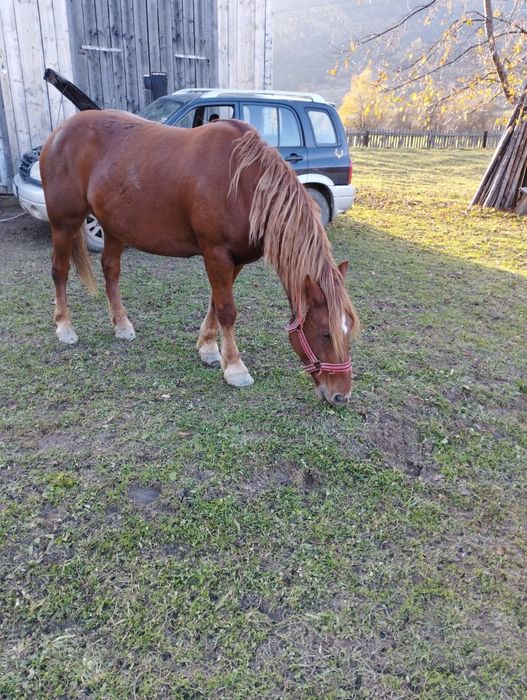 Iapa cu mânz de vanzare