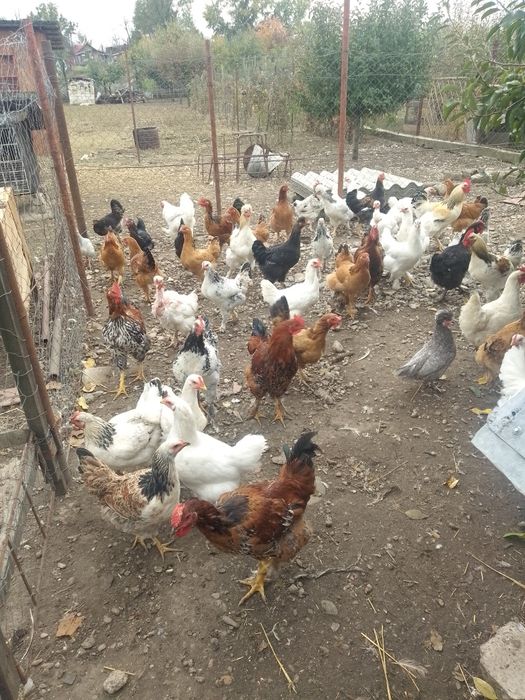 Găini de casă de vânzare