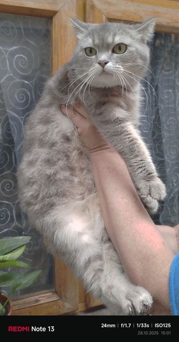 Продаются страйты девочки молодые