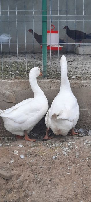 Fazani ,rațe si gâste