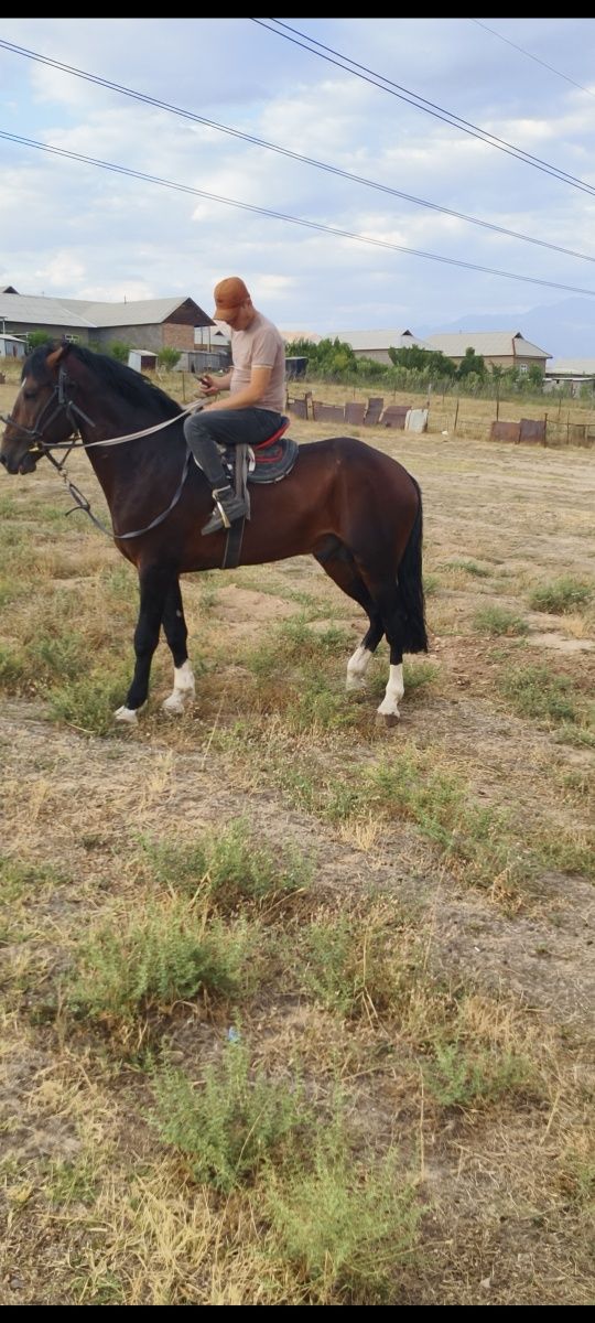 POLSHA Ot sotuvda