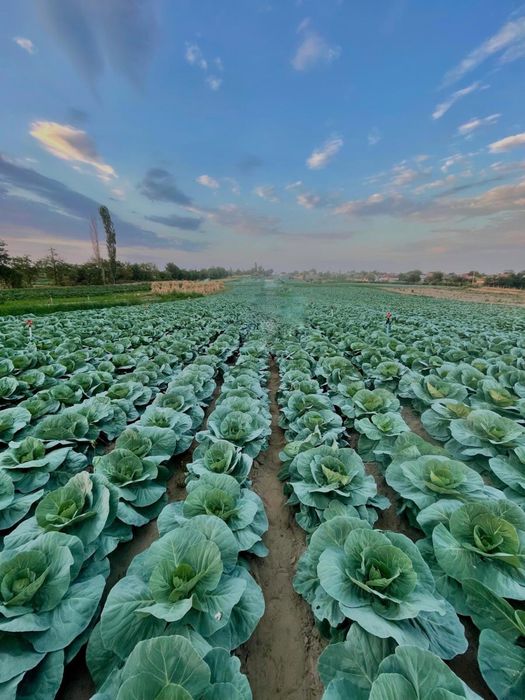 Varza de vanzare in Craiova