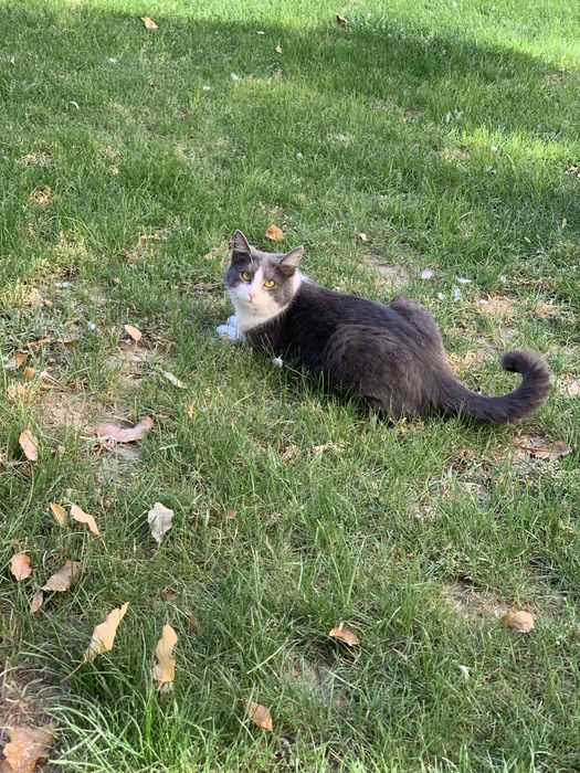 Отдам в хорошие заботливые руки Кошка породистая сера белая