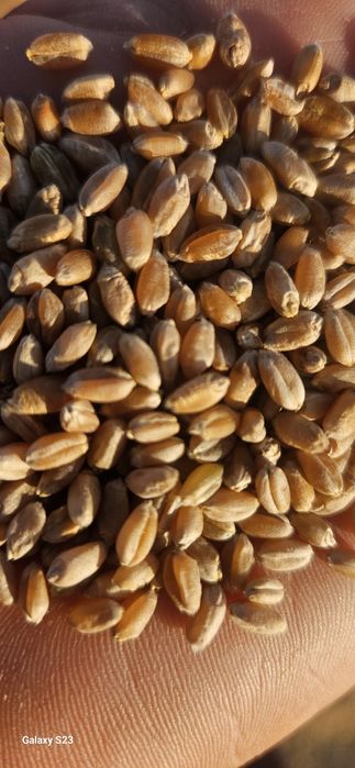 Продам пшеницу бидай зерно отходы