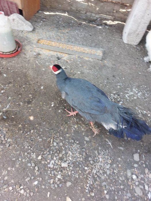 Rate mandarin  Carolin Micul Atlantic gâște Călugăr ,fluierătoare lemo