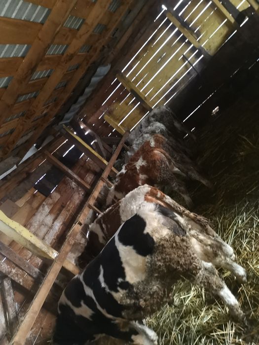 Vand 7 taurasi de rasa varsta cuprinsa 6 7  luni