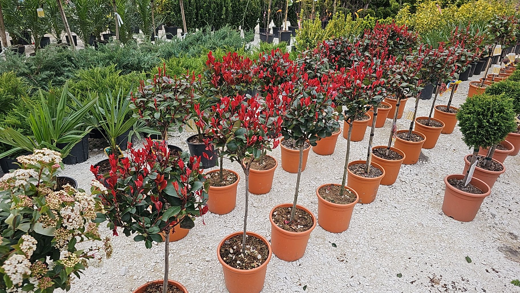 Photinia fraserii red robin ( fotinia ) plante rosii, perene gard viu