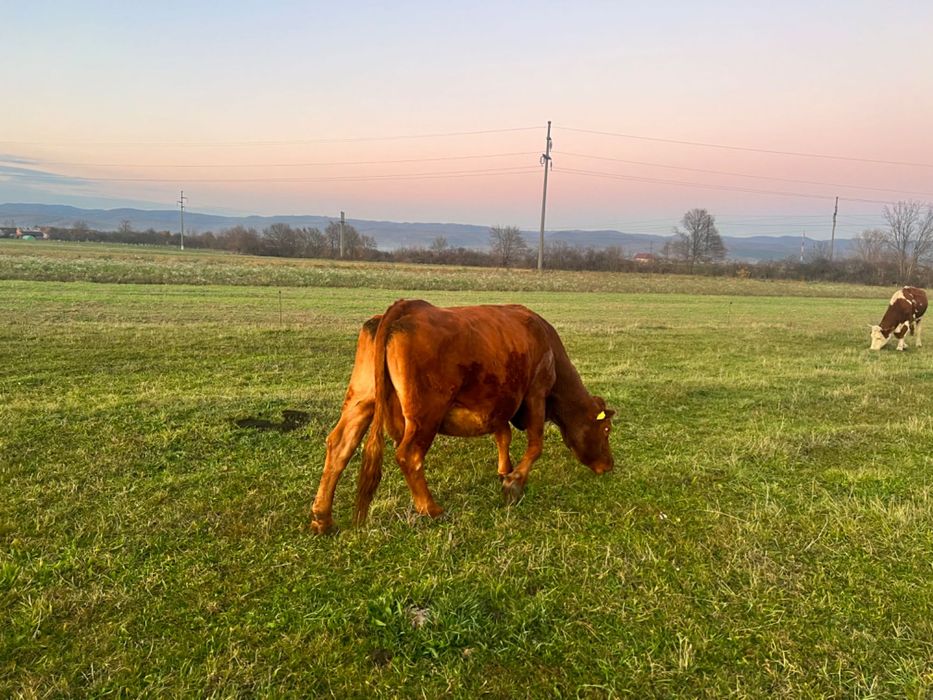 Vând vaca gestanta