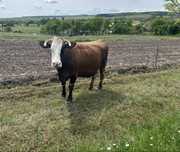 Vand vaca gestanta