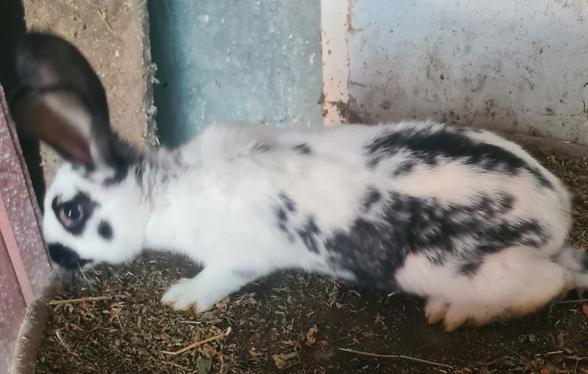Vind iepurași cap de leu și fluture
