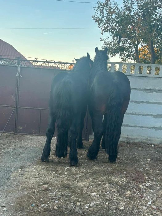 De vanzare doi armasari din tata percheron