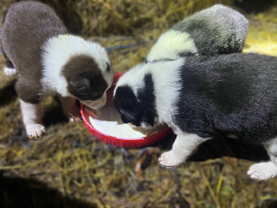 De vanzare,catei Border Collie!