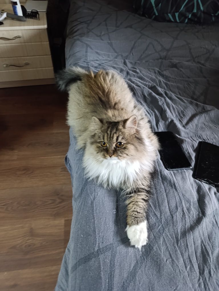 Отдам бесплатно шотландскую кошку