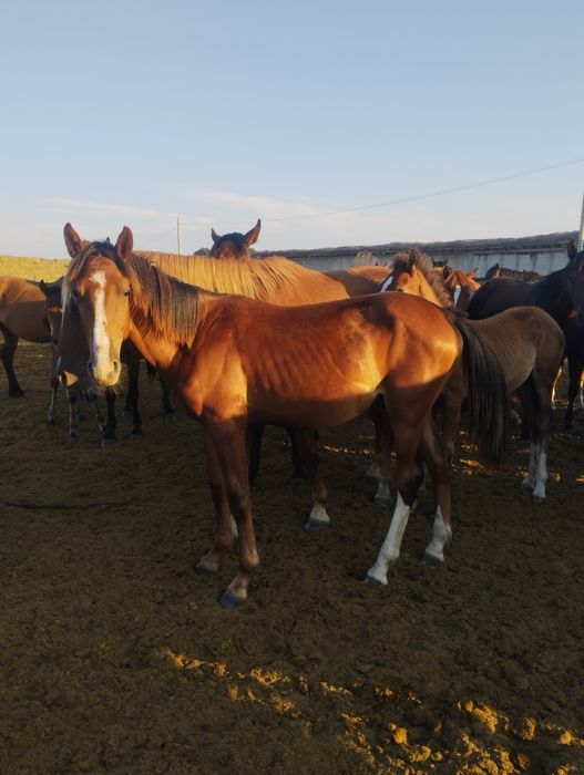 Продам 2х 1.5годавалых жеребчиков