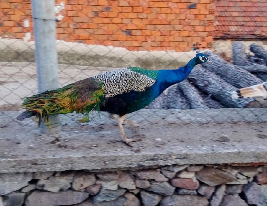 Мъжки пауни с.Воден