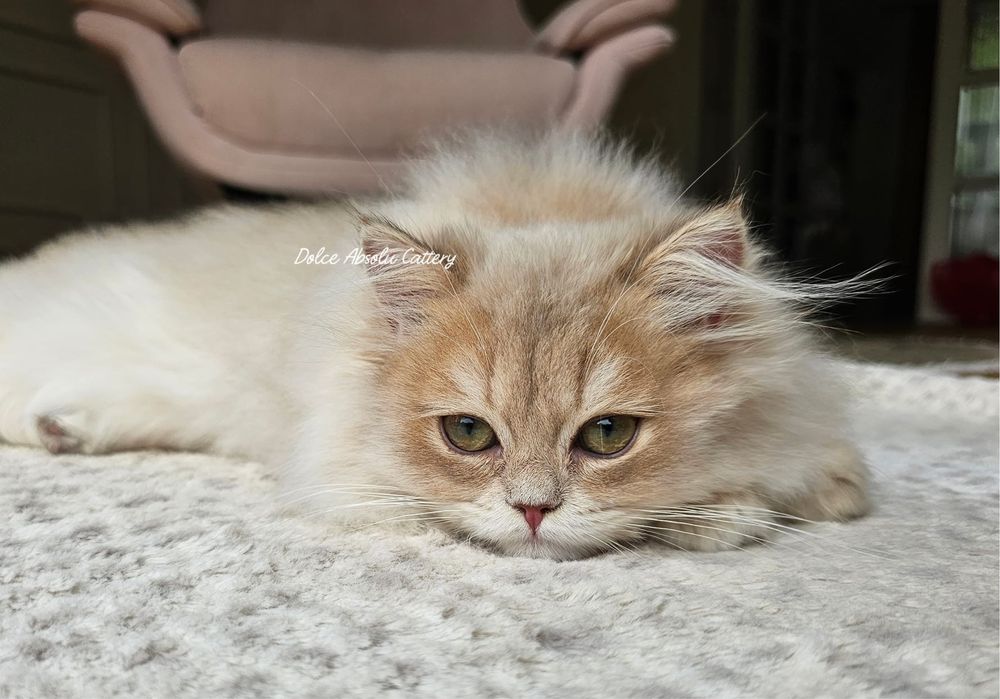 Fetita British Longhair