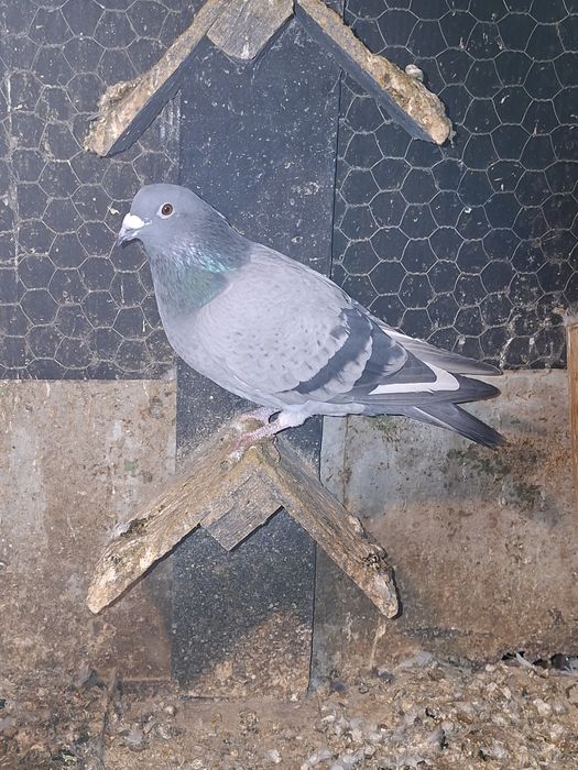 De vânzare porumbei voiajori