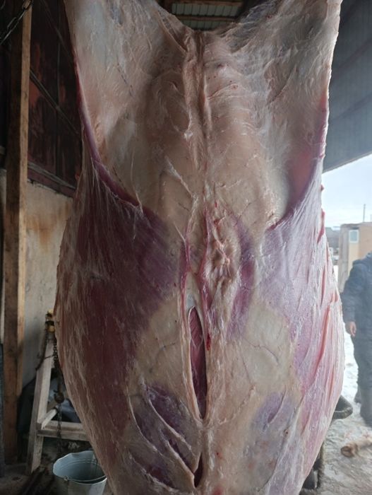 Продаем мяса говядины молодняк с откорма