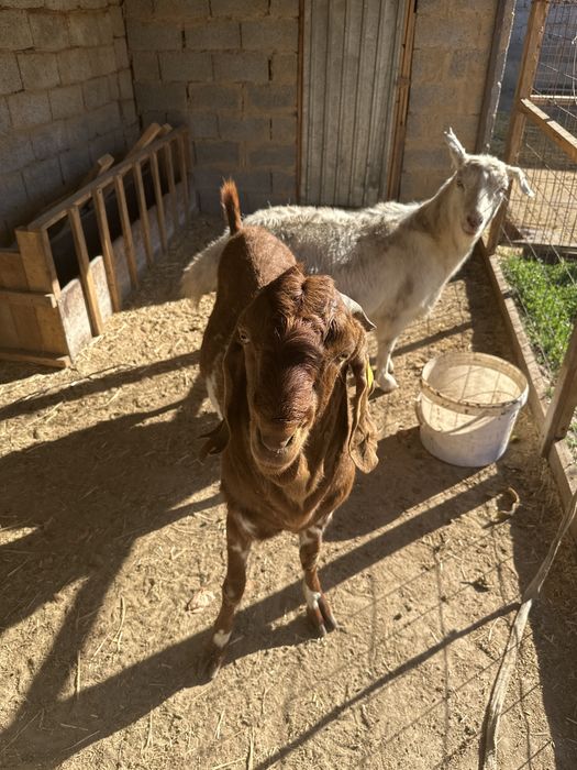 Теке сатылады бетал