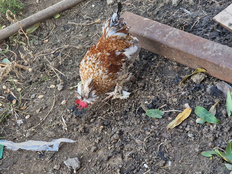 Cocosi pitici bregova