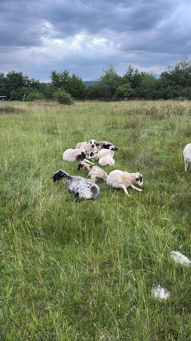 De vanzare 20 de oi si 8 noatini