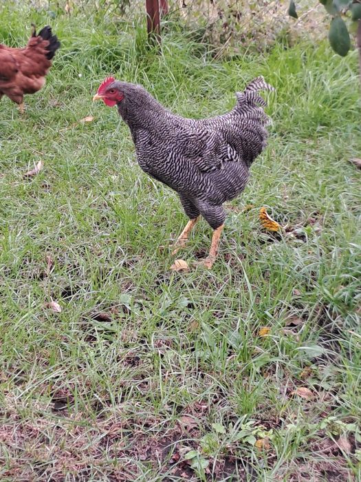 Cocos playmunt de vanzare