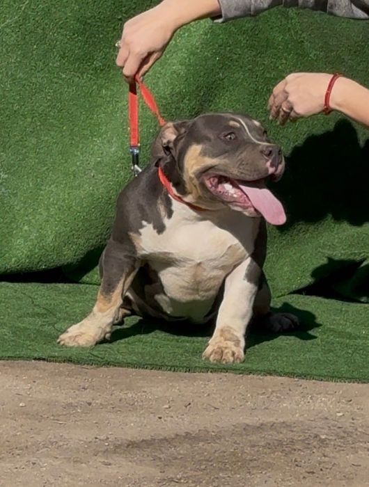 Американско були покет