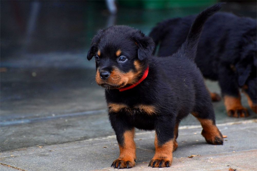 De vânzare pui rottweiler cu pedigree.