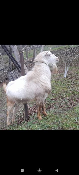 Tap Sanen Bănățean