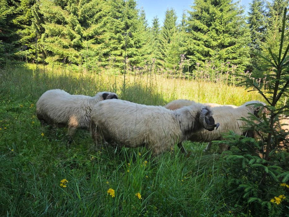 Turcane Breze de Petrosani cu origine
