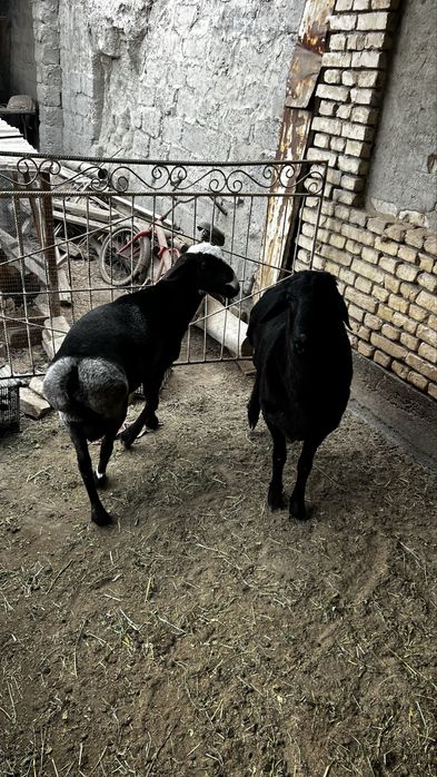 2ta quchqorcha sotiladi