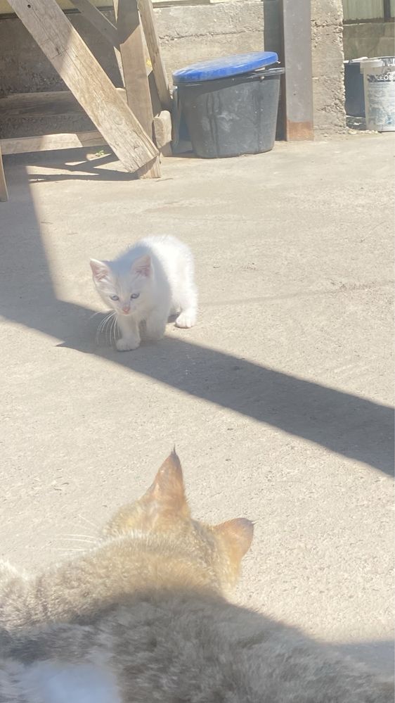 Котенок полтора месяца,отдам в добрые руки.Приучена к горшку.Чистаю