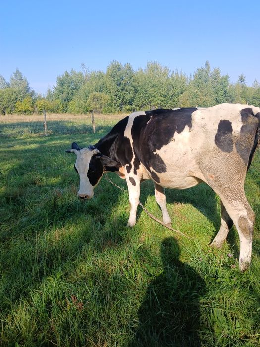 Vaca holstein, la prima fatare