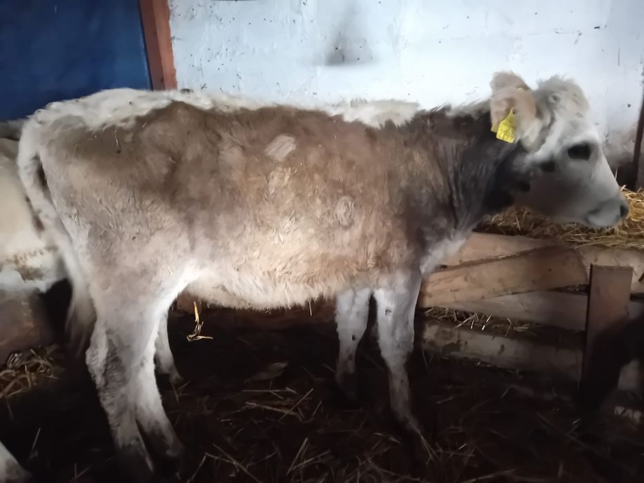 6 vieții înțărcati