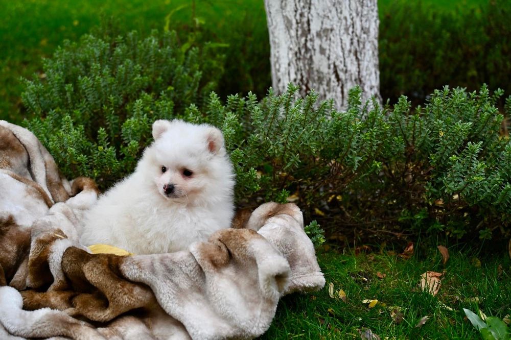 Померани момчета